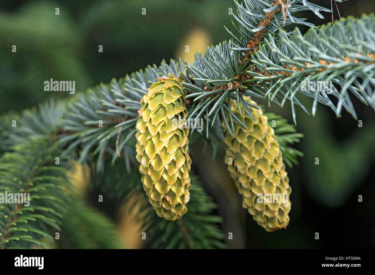 Coni giovani, Sitka Abete (Picea sitchensis), Svizzera Foto Stock