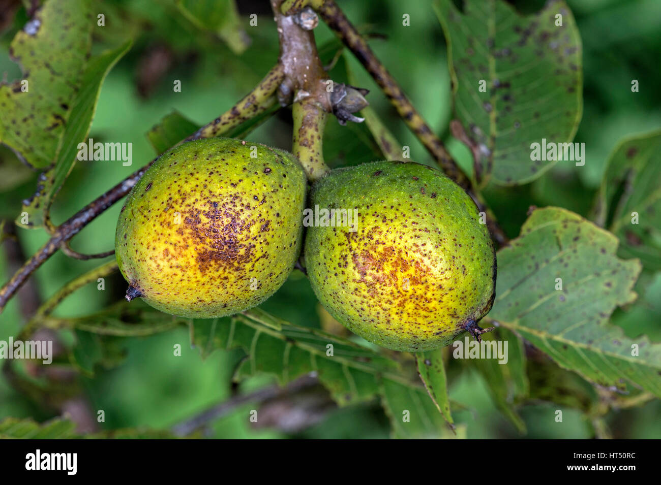 Frutti immaturi, Walnut Tree (Juglans regia), il Cantone di Ginevra, Svizzera Foto Stock