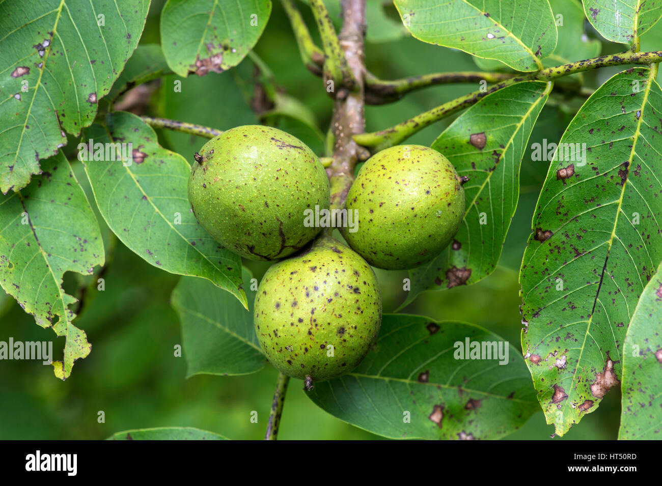 Frutti immaturi, Walnut Tree (Juglans regia), il Cantone di Ginevra, Svizzera Foto Stock