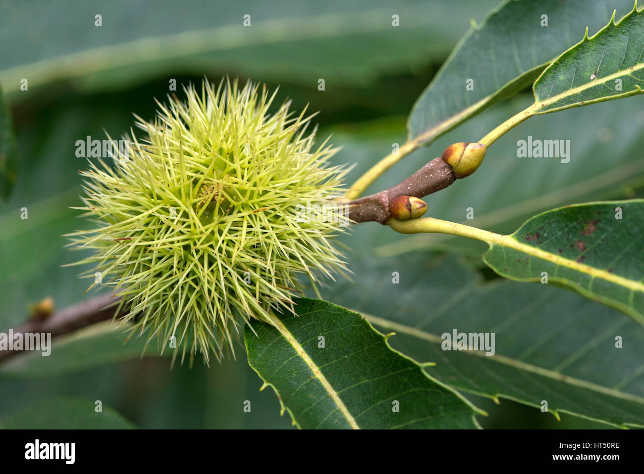 I frutti acerbi, dolce castagno (Castanea sativa), il Cantone di Ginevra, Svizzera Foto Stock