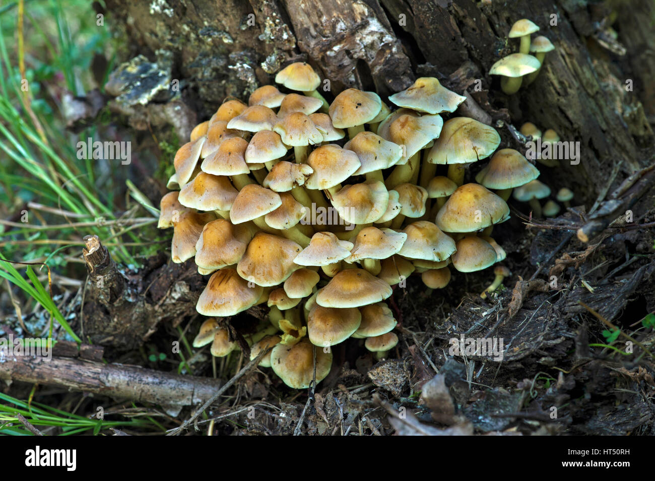 Ciuffo di zolfo (Hypholoma fasciculare), il Cantone di Ginevra, Svizzera Foto Stock