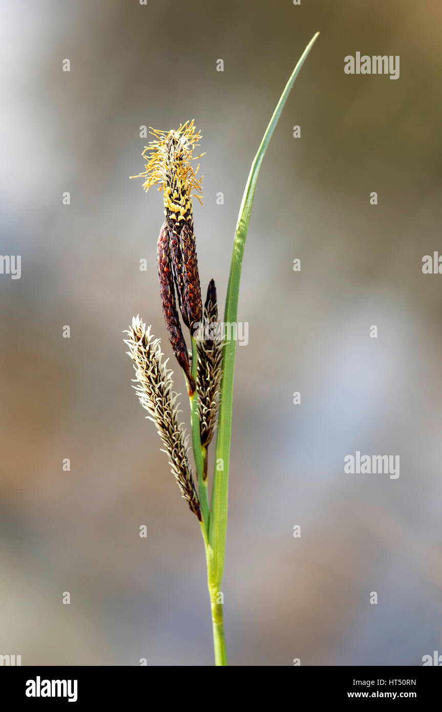 Infiorescenza di minore stagno-carici (Carex acutiformis), il Cantone di Ginevra, Svizzera Foto Stock
