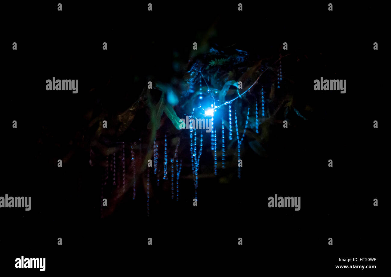 La bioluminescenza delle lucciole luminose, verme di moscerini di fungo (Arachnocampa luminosa) in una grotta, endemico della Nuova Zelanda Foto Stock