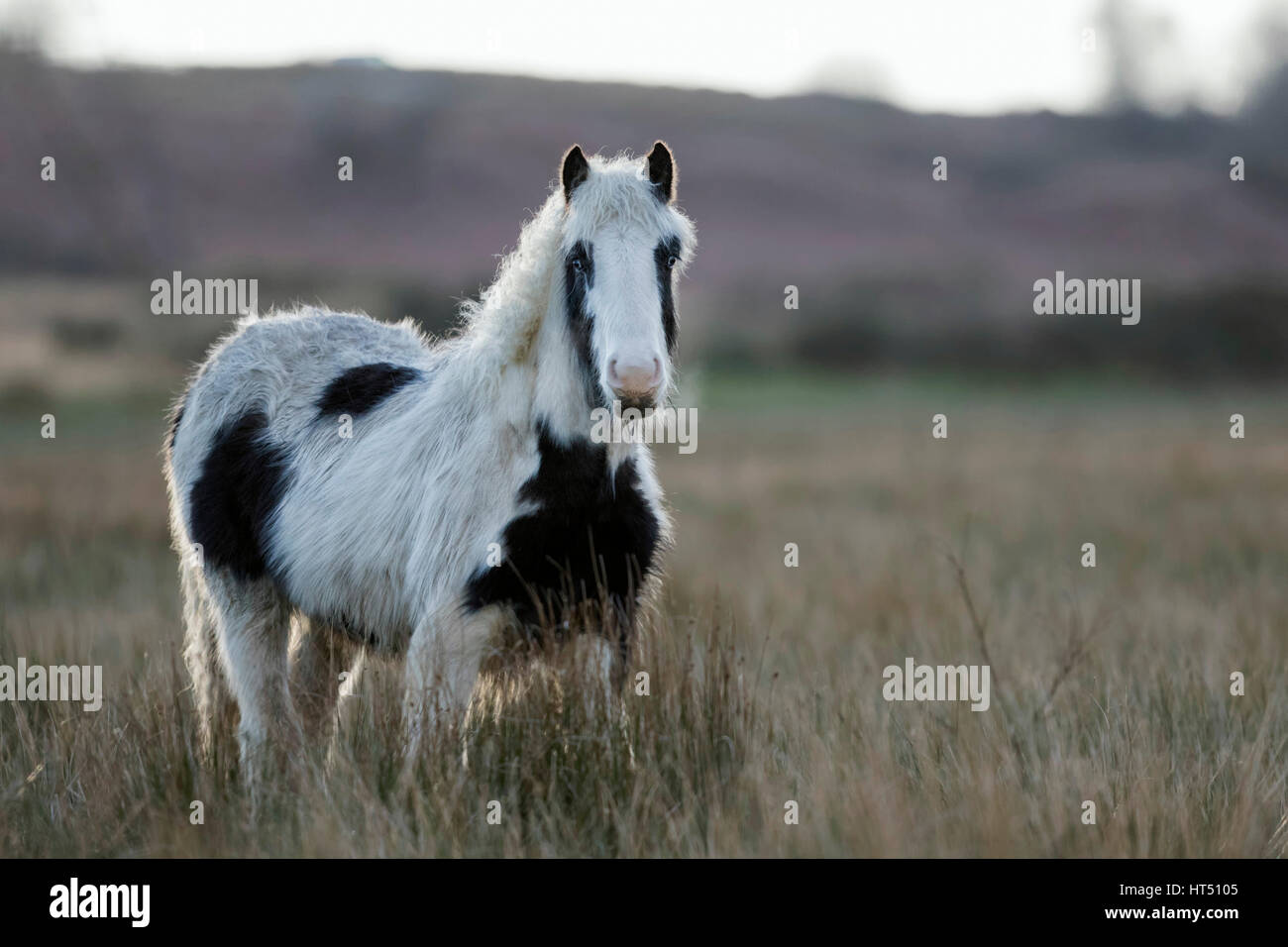 Pony (Equus caballus ferus), Pinto in erba, South Wales, Regno Unito Foto Stock