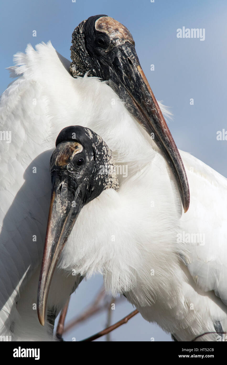 Legno cicogne corteggiamento comportamento - Wakodahatchee zone umide, Delray Beach, Florida, Stati Uniti d'America Foto Stock