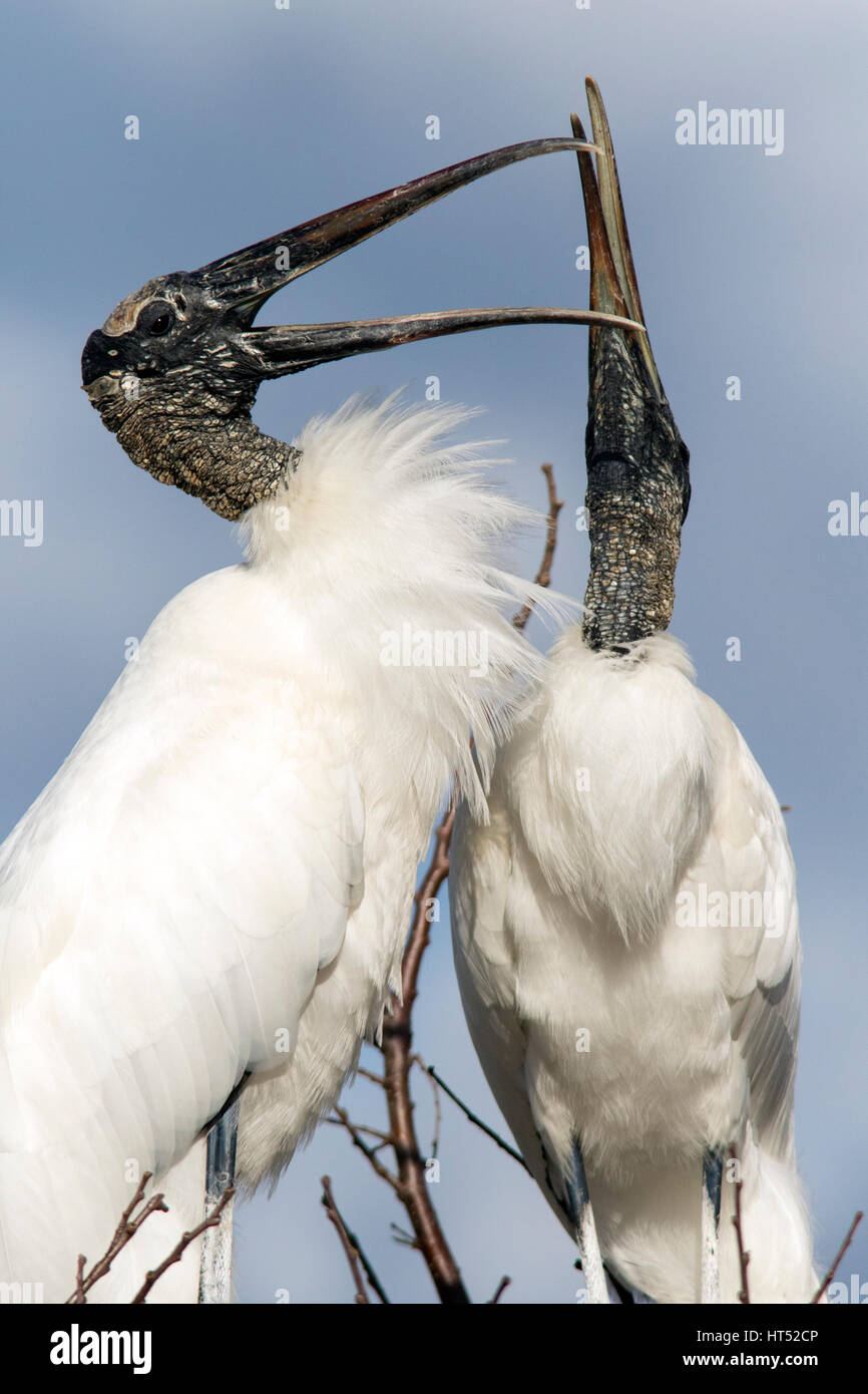 Legno cicogne corteggiamento comportamento - Wakodahatchee zone umide, Delray Beach, Florida, Stati Uniti d'America Foto Stock