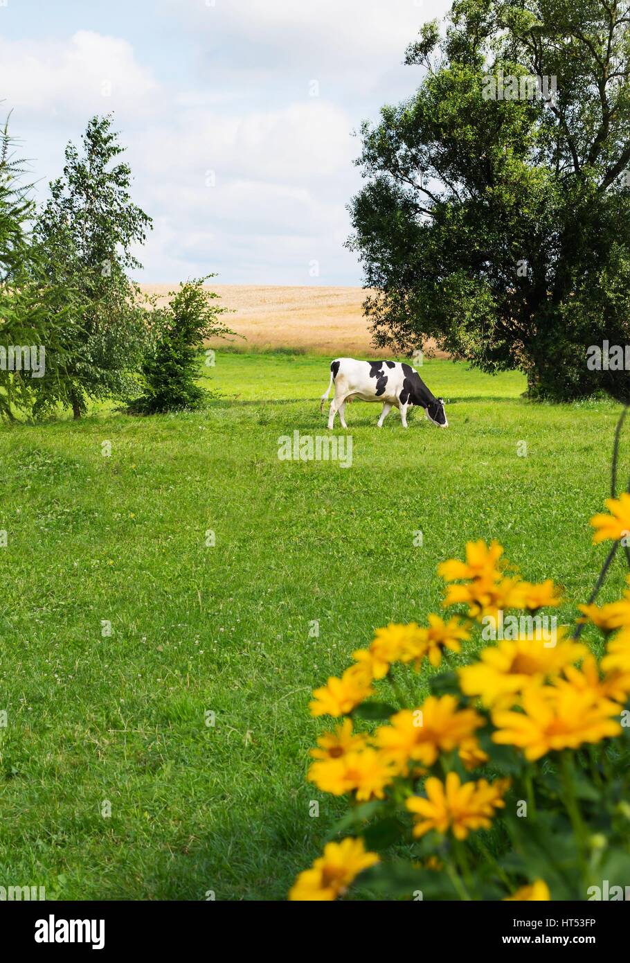 Mucca di pascolare su un campo verde Foto Stock