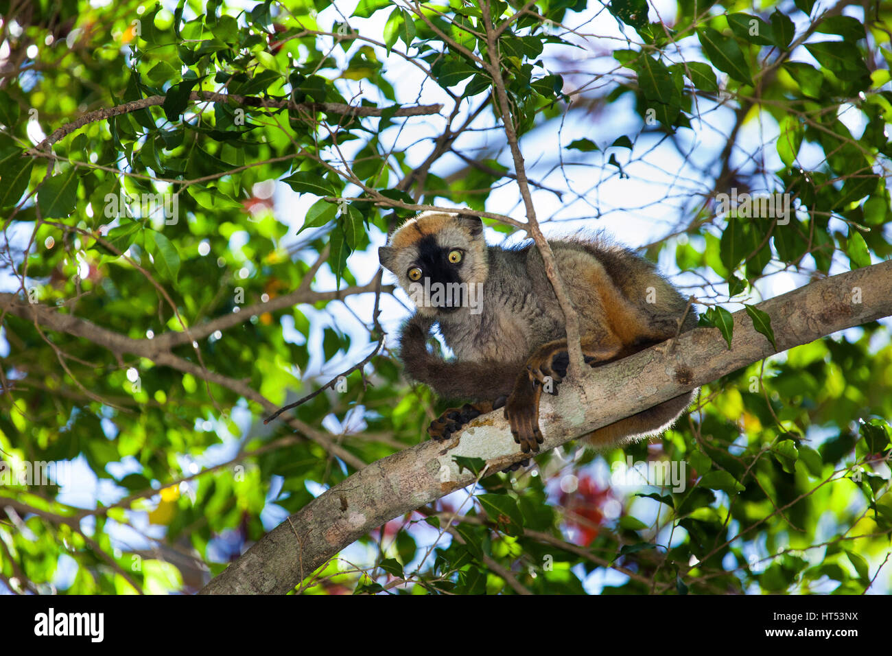 Lemure rosso, Rufous lemure marrone, il Eulemur Rufus, Tsingy de Bemaraha National Park, occidentale del Madagascar, da Monika Hrdinova/Dembinsky Foto Assoc Foto Stock