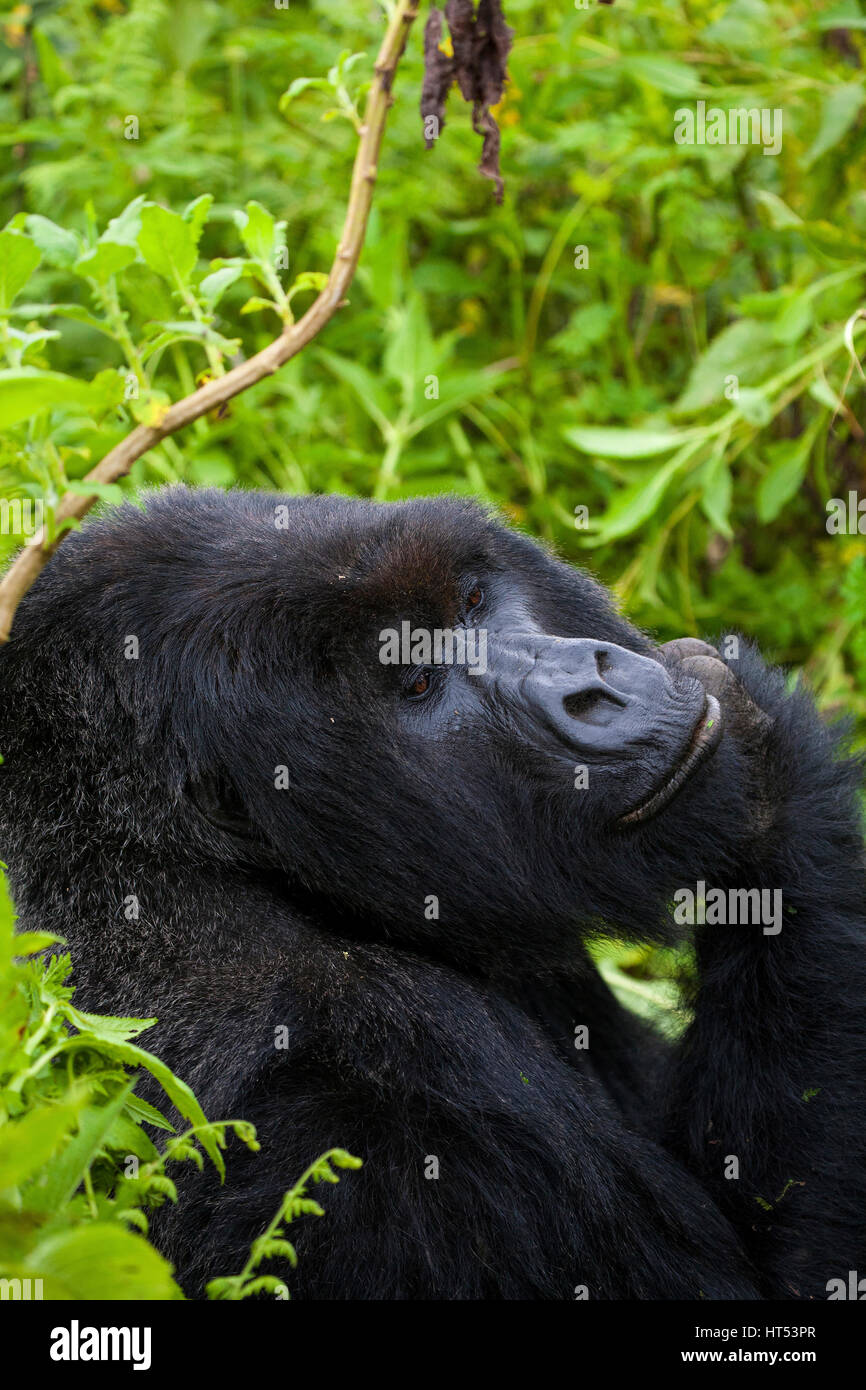 Silverback maschio, Mt Gorilla Gorilla beringei beringei, vulcani NP, montagne Virunga, Ruanda, Africa, da Monika Hrdinova/Dembinsky Foto Assoc Foto Stock