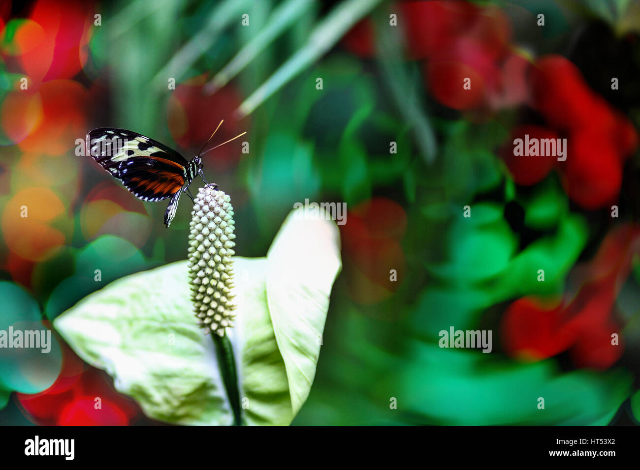Una tigre Heliconian farfalla sulla punta di un Calla Lily flower spadix con copia spazio. Messa a fuoco selettiva e la deliberata leggera profondità di campo a. Foto Stock