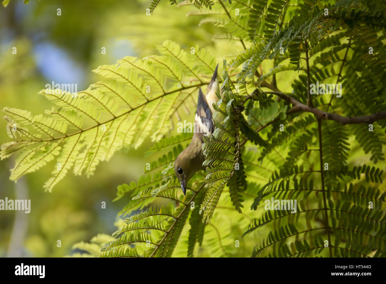 Viola-backed Starling bird trovare del cibo Foto Stock