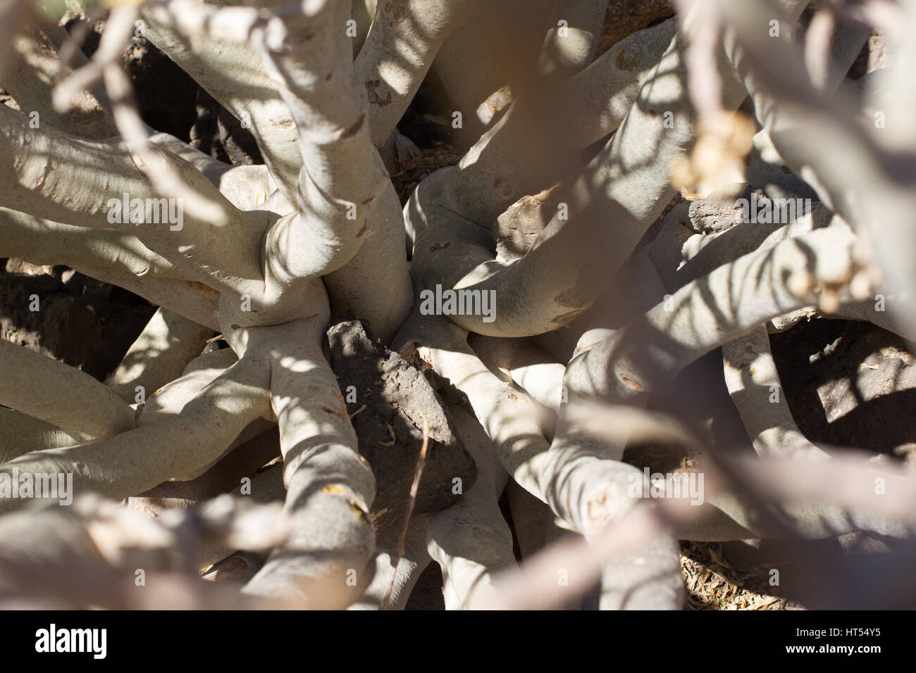 Territorio arido di Isola di Lobos, Canarie, Spagna. Euphorbia balsamifera impianto. Tabaiba dulce. Simbolo di Lanzarote Foto Stock