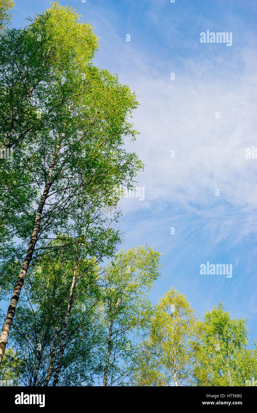 Betulla con fogliame fresco contro il cielo blu, sfondo primavera Foto Stock