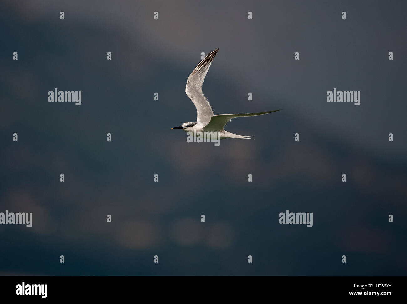 Primo inverno Sandwich tern Thalasseus sandvicensis in volo Foto Stock