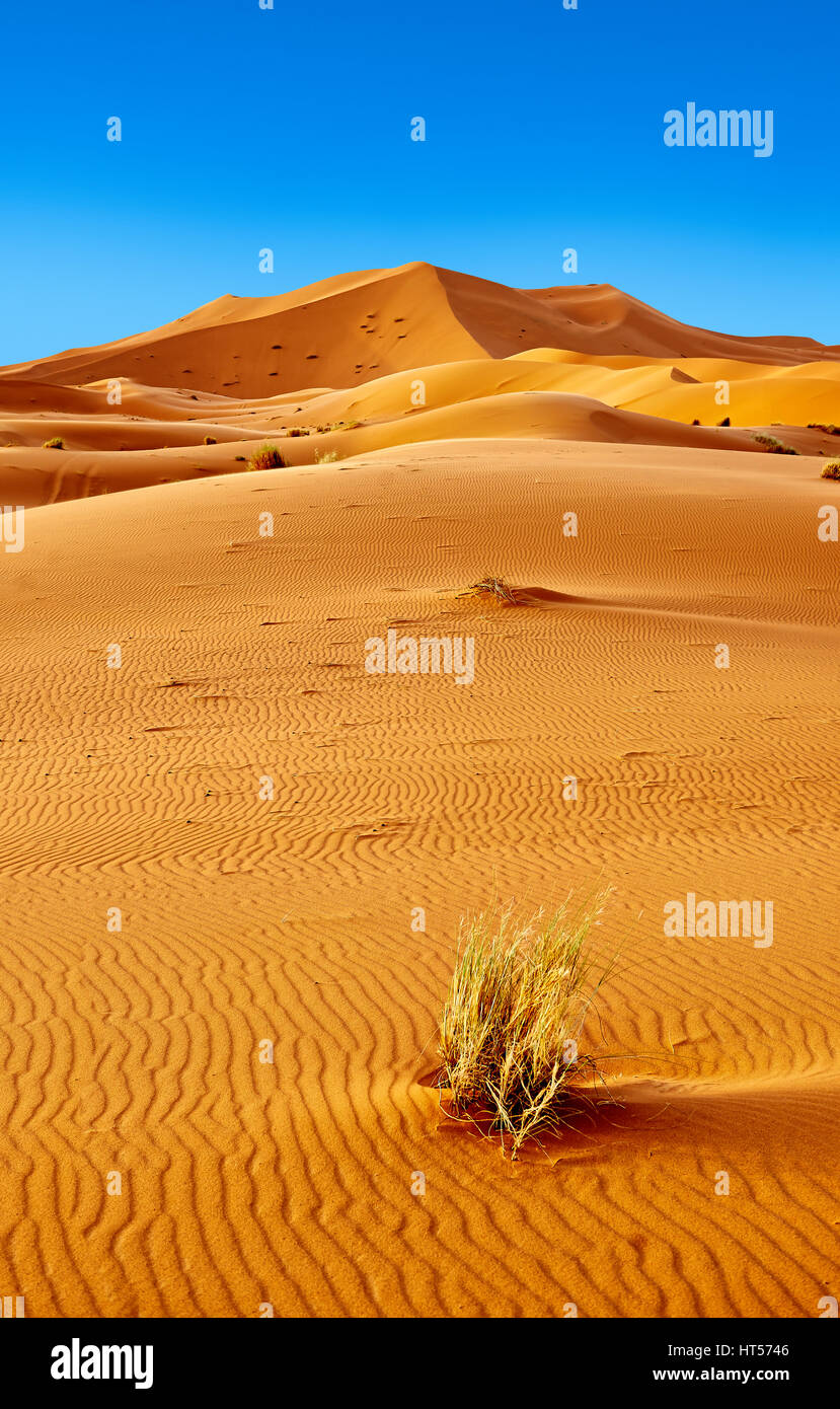 Sahara dune di sabbia di Erg Chebbi Marocco Foto Stock