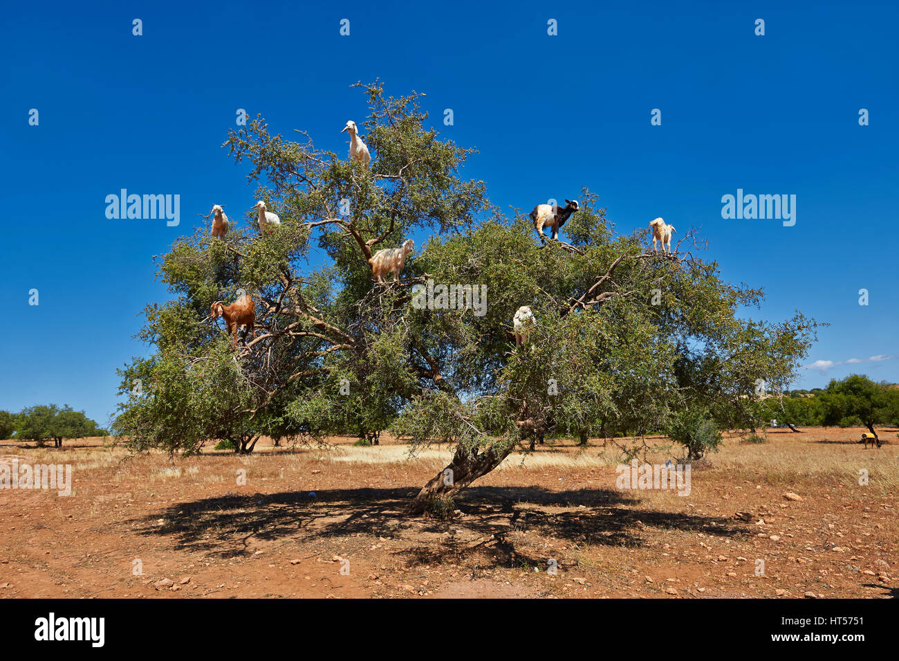 Caprini alimentare sui dadi di Argan in una struttura ad albero di Argon. Vicino a Essouira,, Marocco Foto Stock