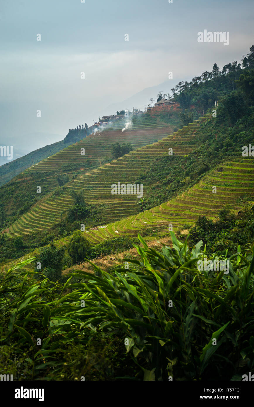 Meravigliose terrazze di riso nelle montagne della regione di Sapa in Vietnam Foto Stock