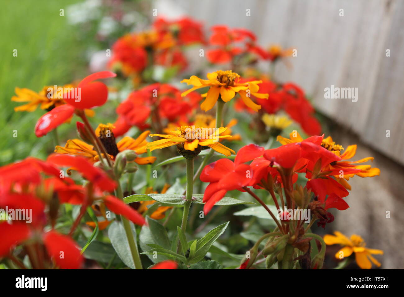 Vicino il confine di fiori di colore giallo e rosso Foto Stock