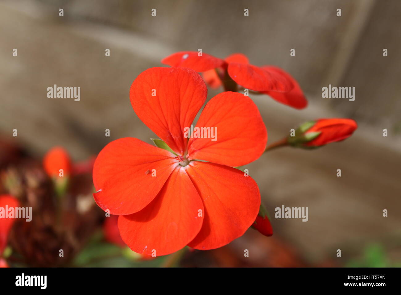 Close up di un rosso fiore di geranio e nuovo bud Foto Stock