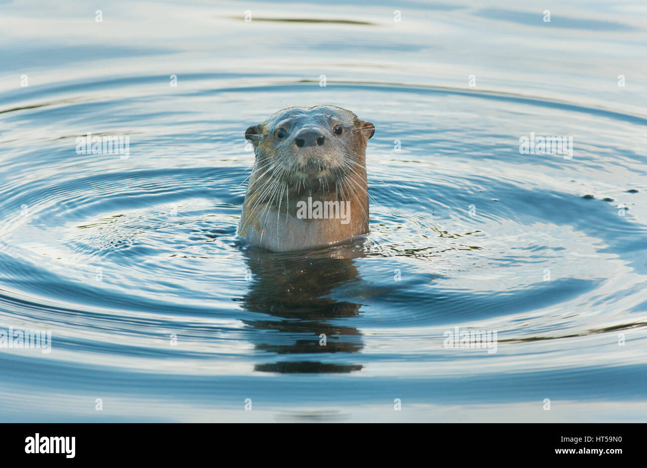Meridionale Lontra di fiume (Lontra provocax) specie gravemente minacciate, Isola di Chiloe, Cile Foto Stock