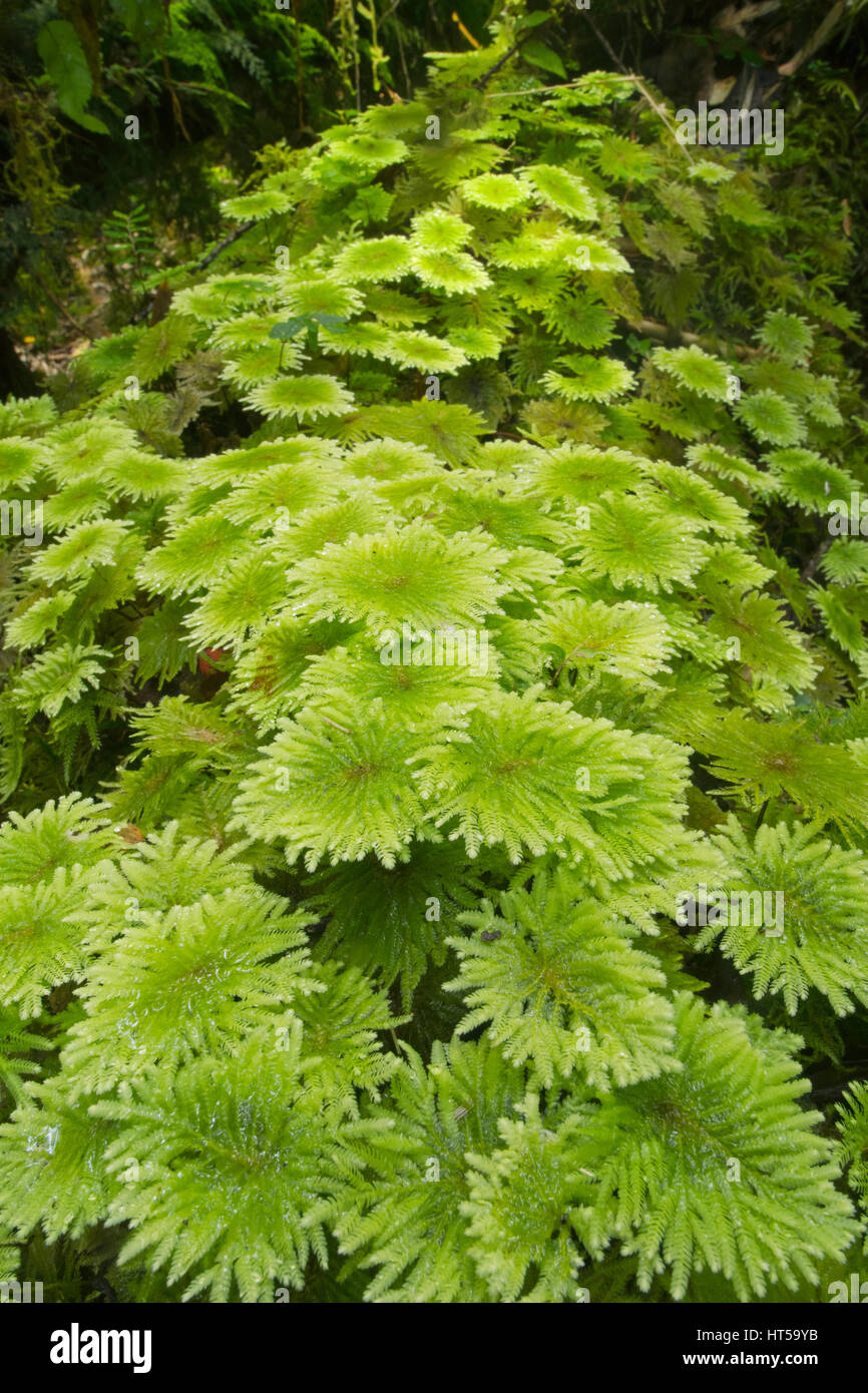 Moss-coperti di alberi caduti, foresta pluviale temperata, Isola di Chiloe, Cile Foto Stock