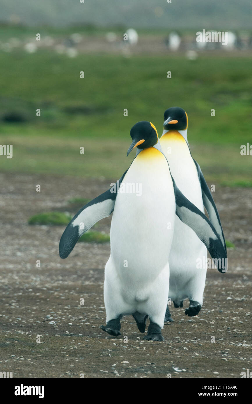 Re pinguino, (Aptenodytes patagonicus) Volunteer Point, Isole Falkland Foto Stock
