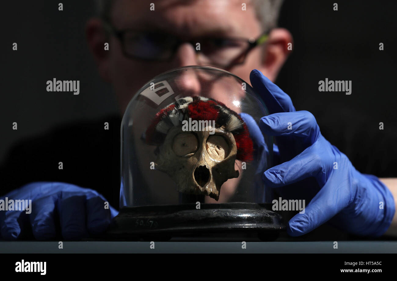 Curatore Mark Elliott posizioni a vetro testa rivestita di trofei di caccia di un cranio di scimmia, come egli fa le regolazioni finali a un altra India mostra presso il Museo di Archeologia e Antropologia (MAA) presso l'Università di Cambridge. Foto Stock