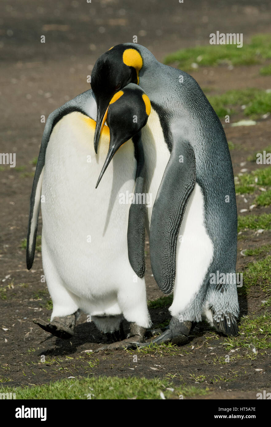 Re pinguino, (Aptenodytes patagonicus) Volunteer Point, Isole Falkland, corteggiare coppia Foto Stock