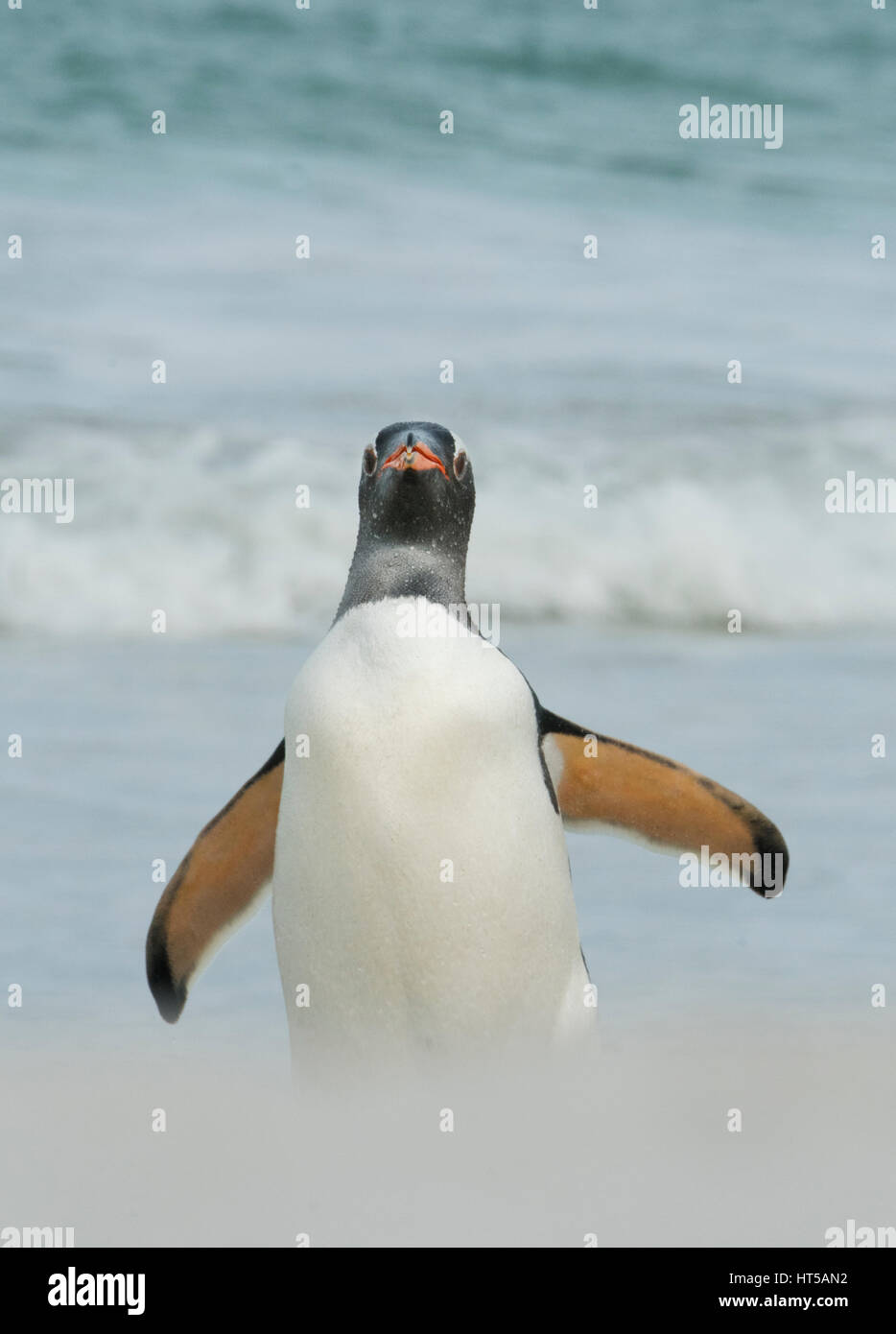 I pinguini di Gentoo (Pygoscelis papua) arrivando a riva, Più deprimente isola, Isole Falkland Foto Stock
