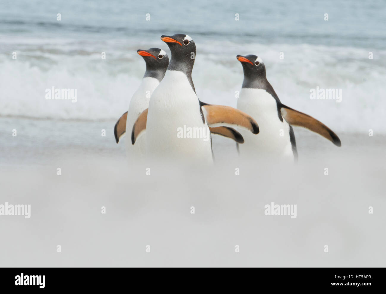 I pinguini di Gentoo (Pygoscelis papua) arrivando a riva, Più deprimente isola, Isole Falkland Foto Stock