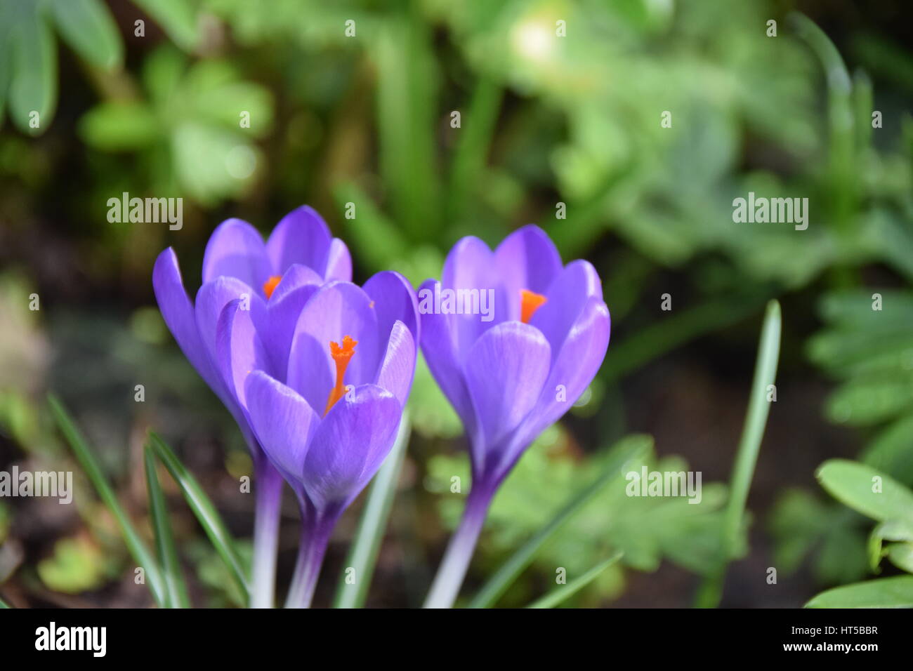 Molla viola crocus che fiorisce in primavera Foto Stock
