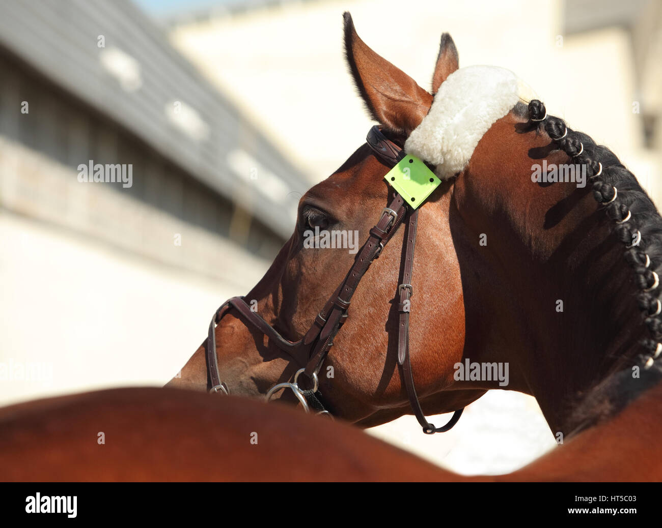 Splendida razza cavallo dressage ritratto in stabile Foto Stock