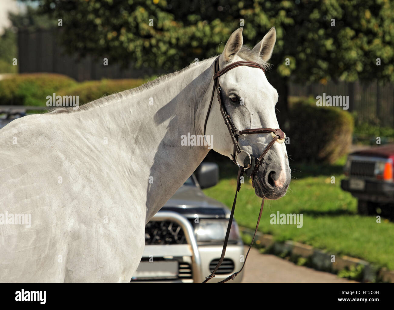 Cavallo di Razza, ritratto di uno stallone bianco con briglia Foto Stock