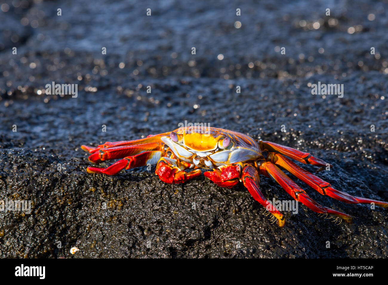 Colori brillanti sally lightfoot crab (Grapsus grapsus) nelle isole Galapagos. Foto Stock
