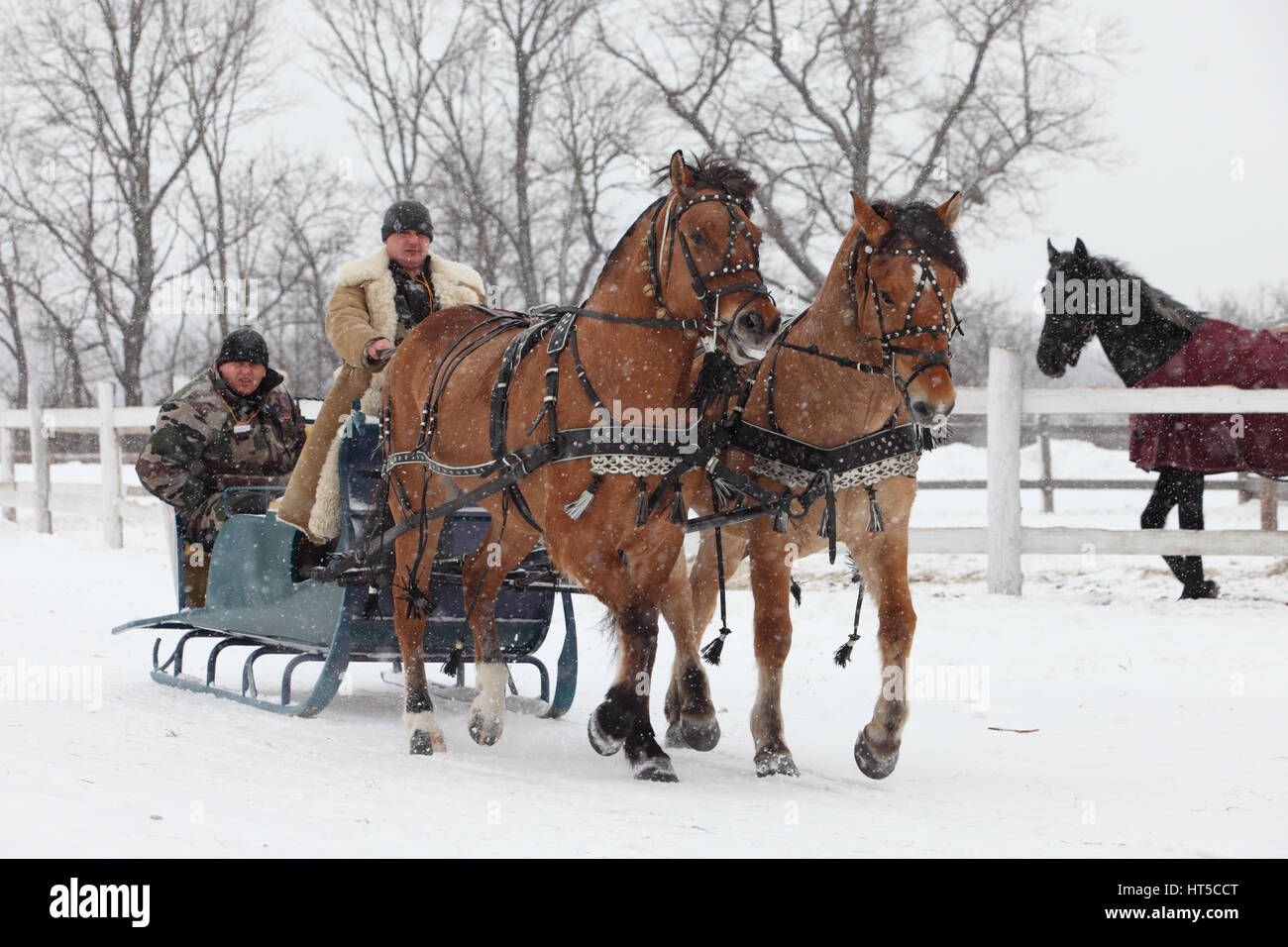 Coppia di cavalli sfruttata per il trasporto in piedi in village street Foto Stock