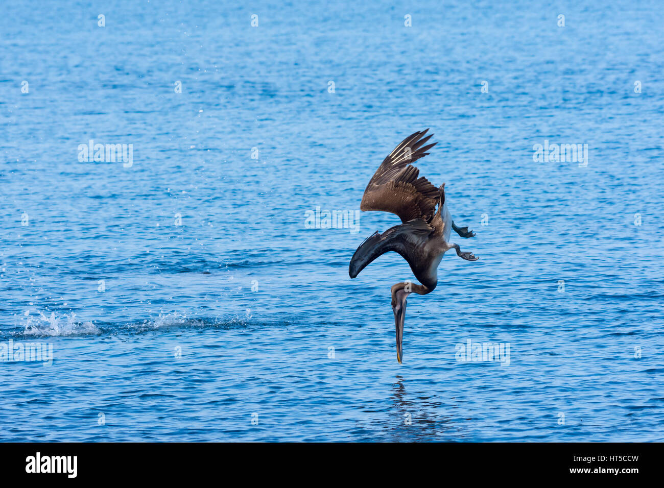 Galapagos Pellicano marrone (Pelecanus occidentalis) circa per colpire l'acqua durante le immersioni per una cena a base di pesce. Foto Stock