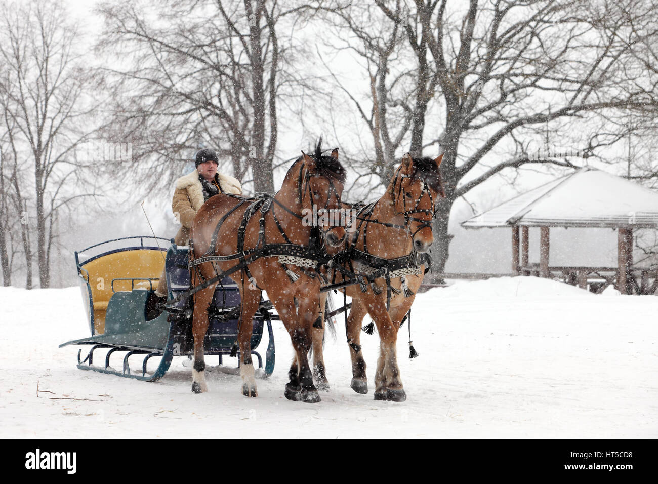 Coppia di cavalli sfruttata per il trasporto in piedi in village street Foto Stock