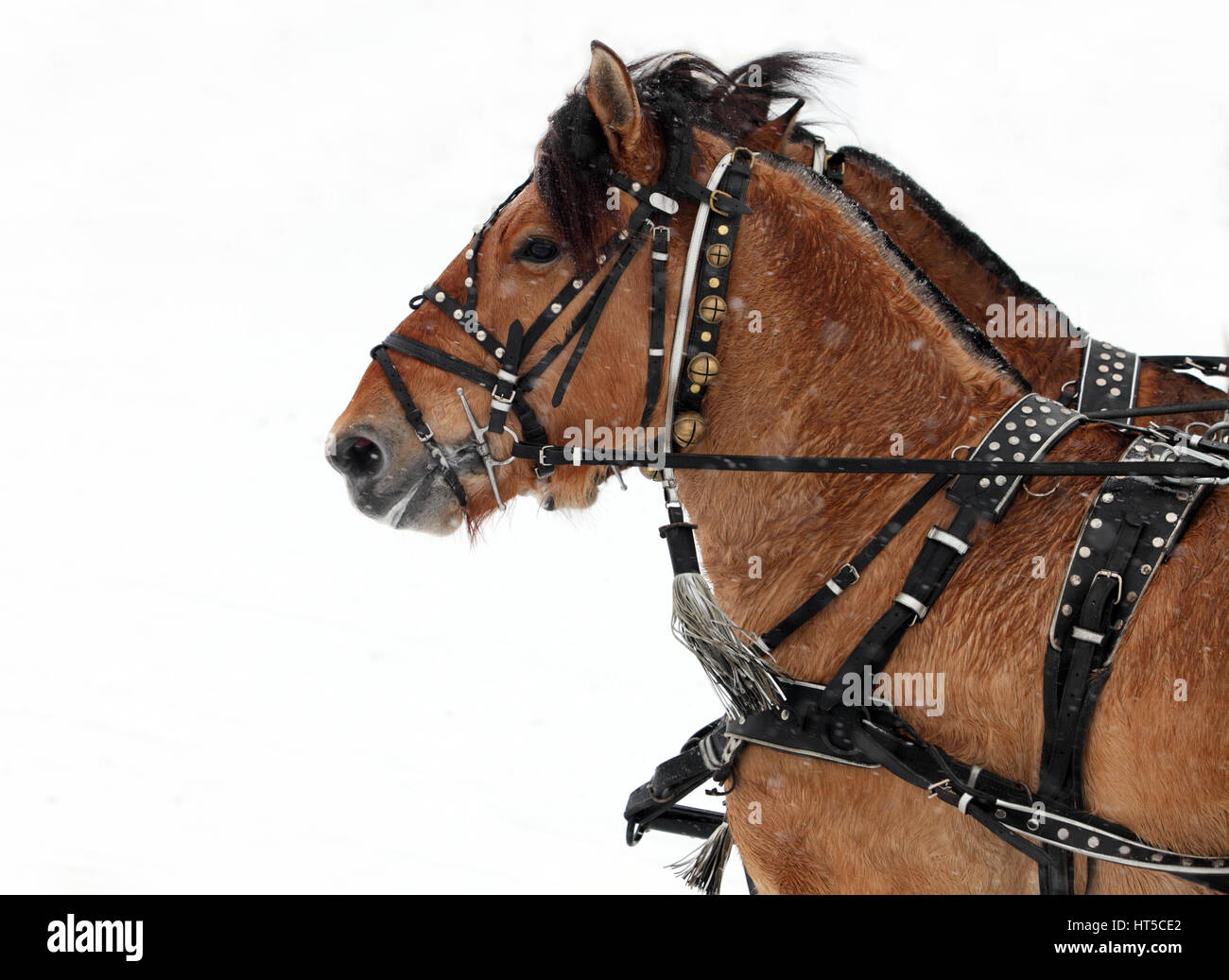 Coppia di cavalli sfruttata per il trasporto in piedi in village street Foto Stock