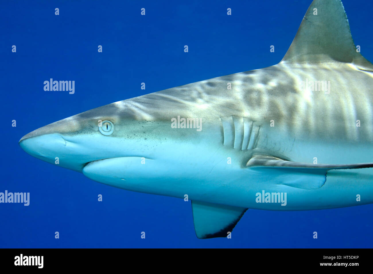 Grey Reef Shark Carcharhinus amblyrhynchos. Close up dettaglio del viso, la bocca e le branchie. Acqua blu sullo sfondo Foto Stock