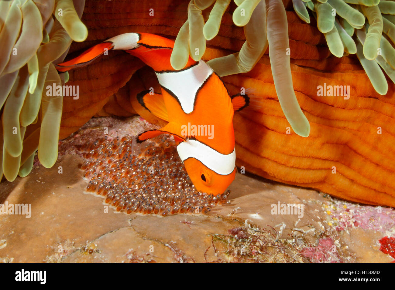 Clown Anemonefish, Amphiprion percula, tendendo le uova deposte alla base dell'ospite magnifico Anemone, Heteractis magnifica. Foto Stock