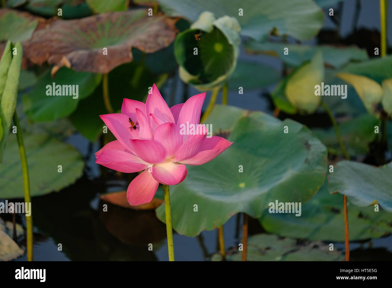 Rosa fiore di loto con bug nello stagno Foto Stock