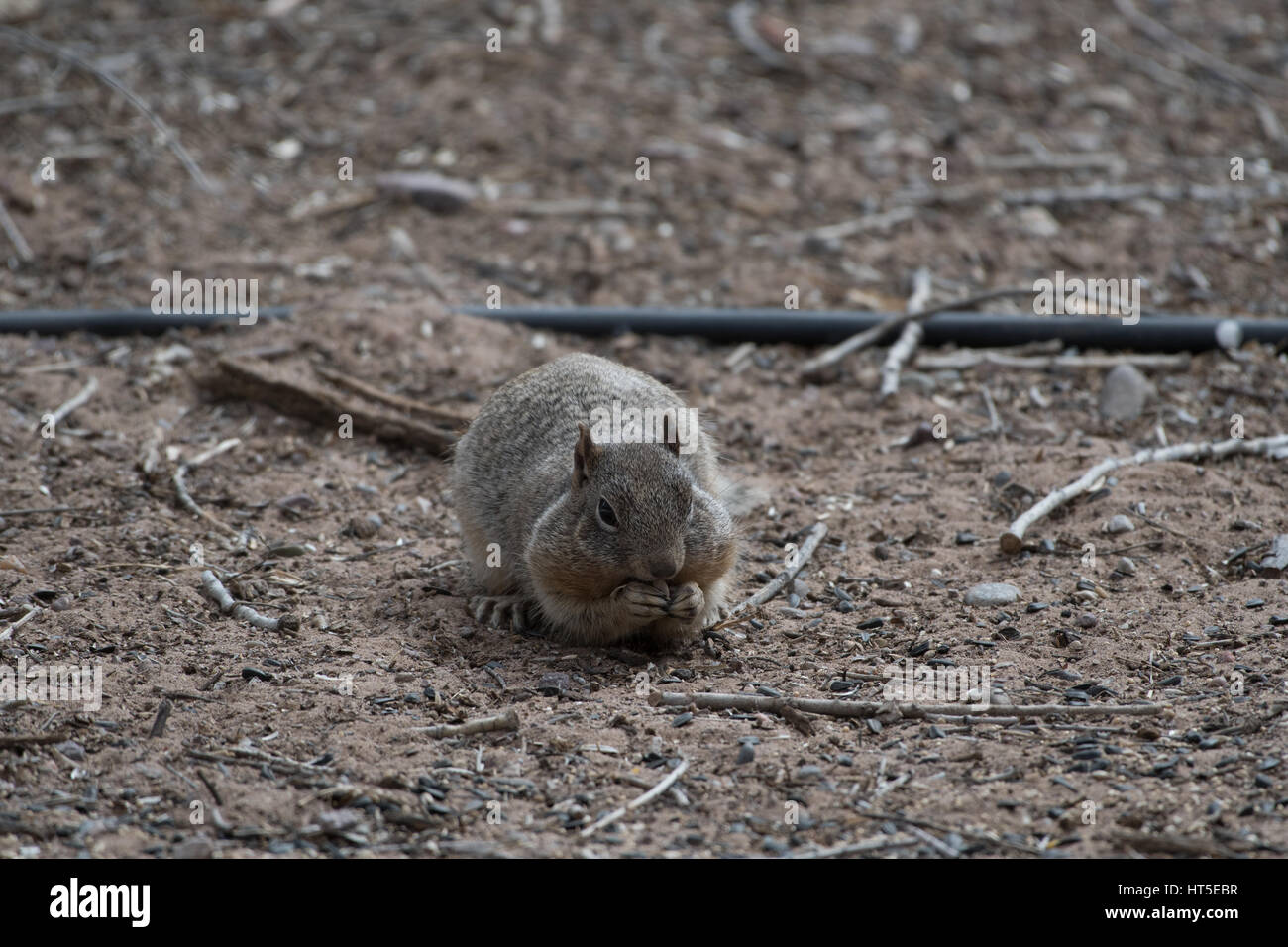 Scoiattolo Rock mangiare semi di uccelli da sotto un bird feeder a Bosque del Apache National Wildlife Refuge, nuovo Messico, Stati Uniti d'America. Foto Stock