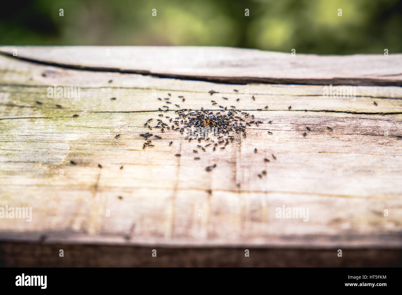 Le formiche di raccogliere cibo su legno. Foto Stock