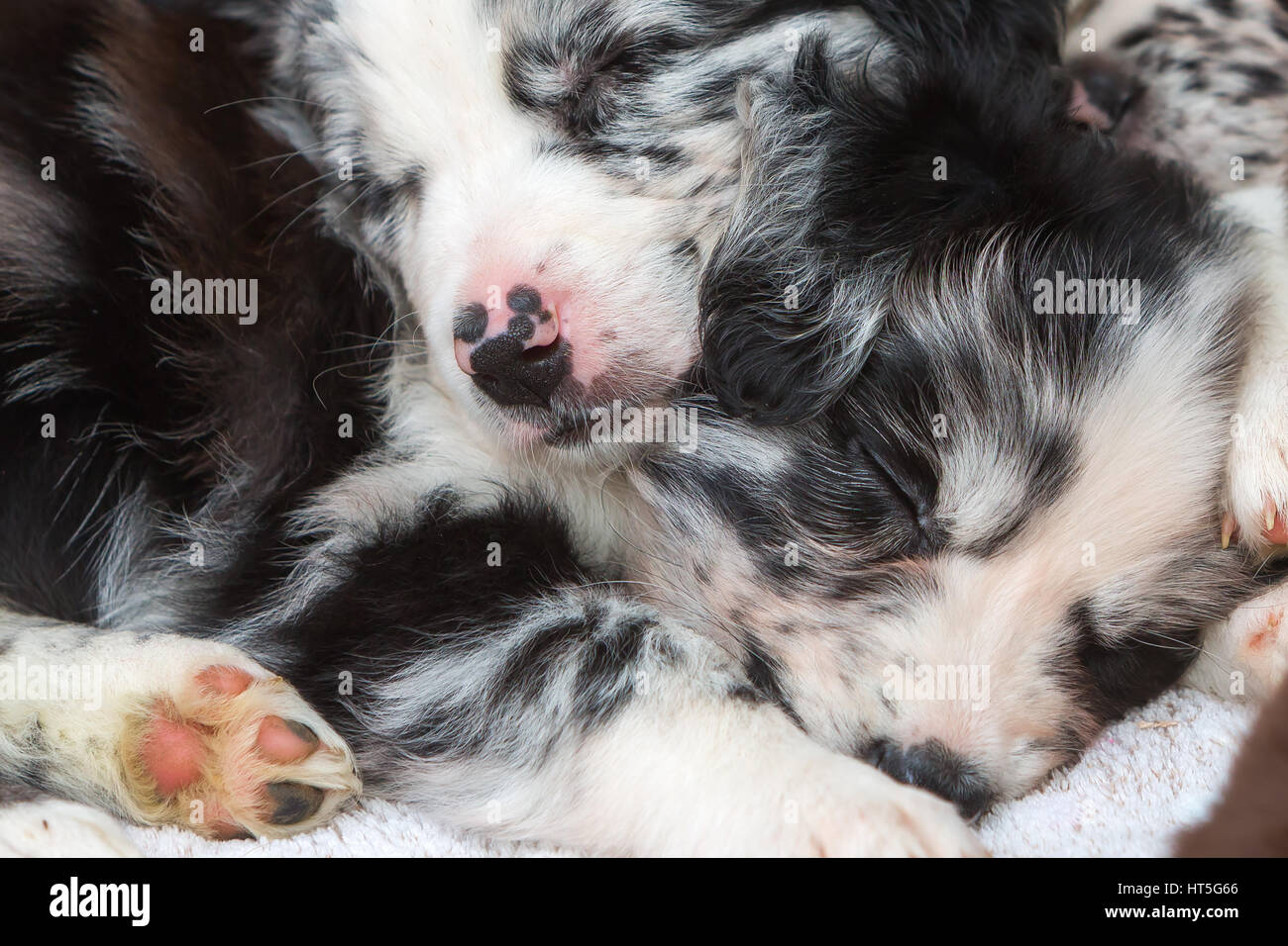 Carino pastore australiano cuccioli dormono uno sopra l'altro Foto Stock