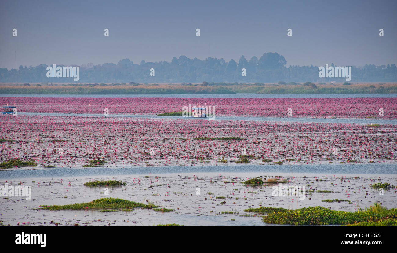 Un mare di rosa fiori di loto sul Talay Bua Daeng, il lotus lake al di fuori di Udon Thani, Thailandia Foto Stock
