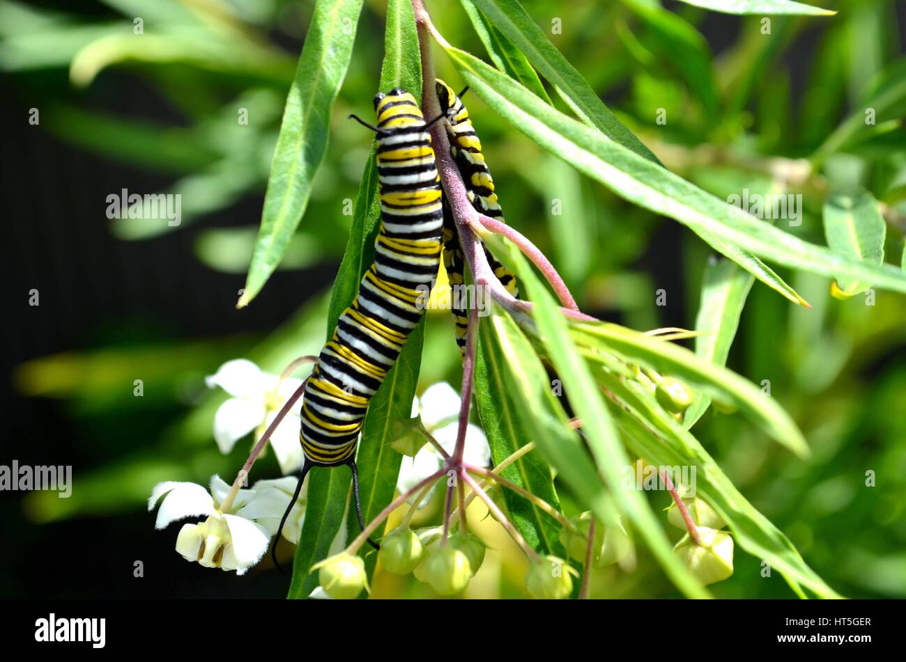 La Monarch caterpillar sulla pianta Milkweed Foto Stock