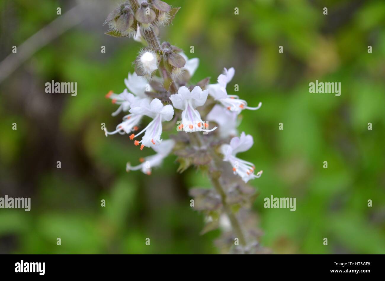 Impianto di basilico in fiore con minuscoli fiori bianchi Foto Stock