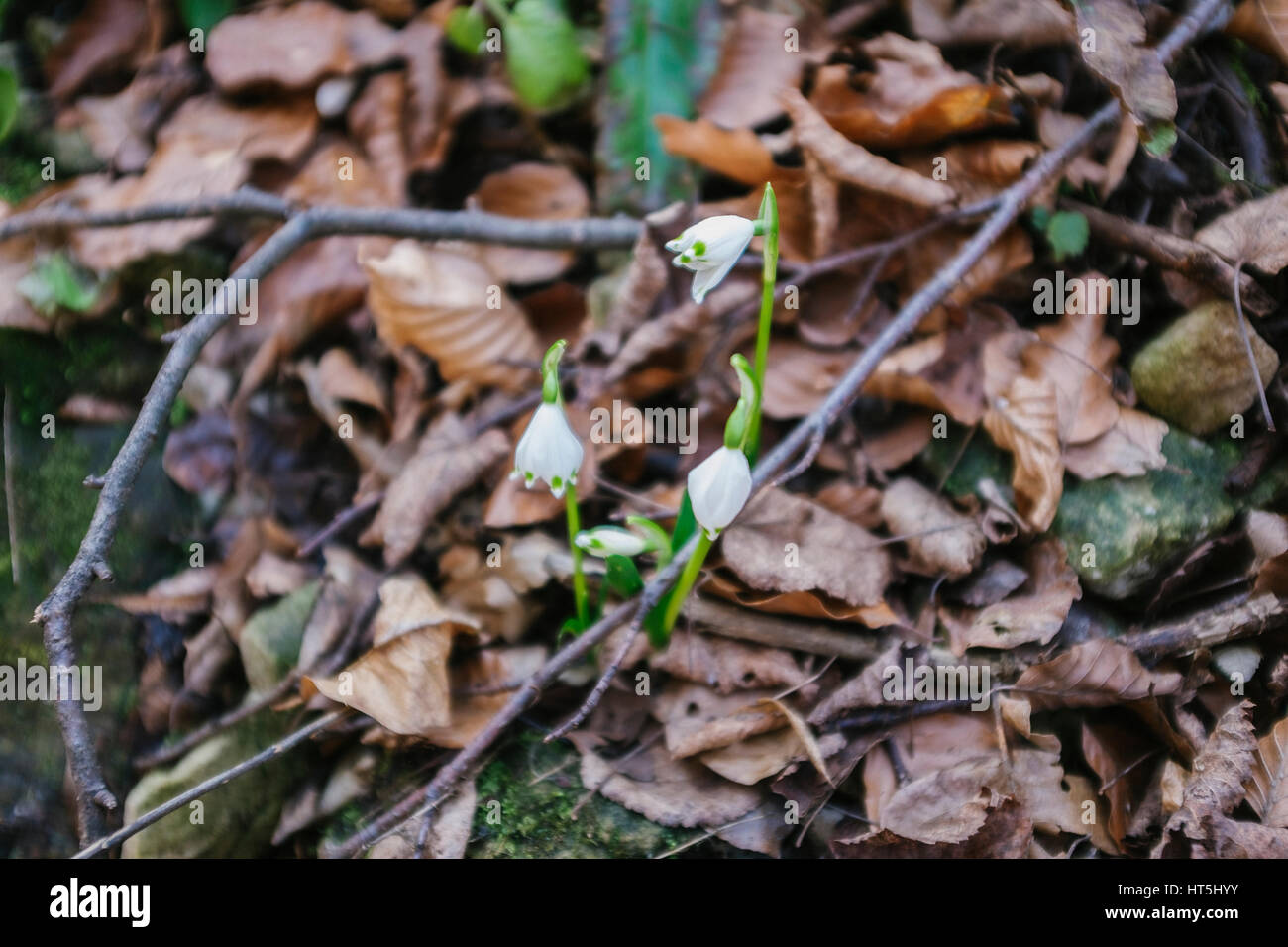 Galanthus nivalis L. (Snowdrop) Foto Stock