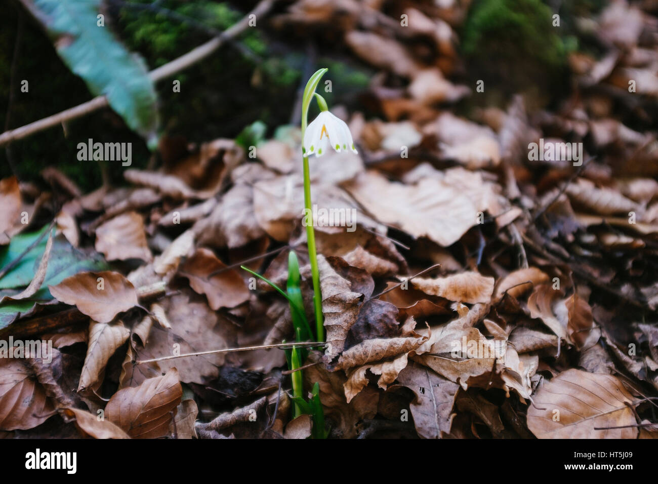 Galanthus nivalis L. (Snowdrop) Foto Stock