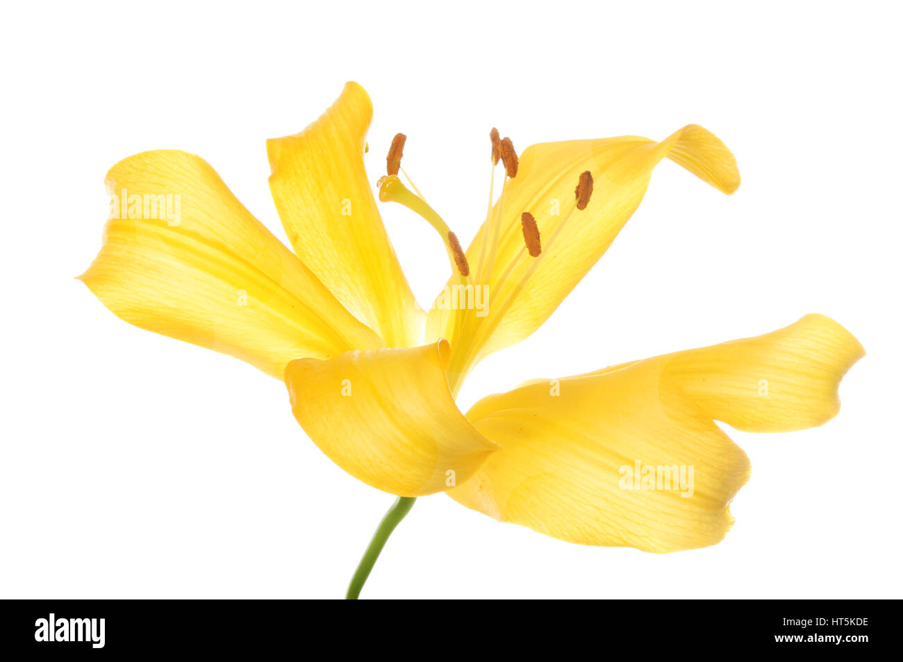 Giglio giallo fiore isolata contro bianco Foto Stock